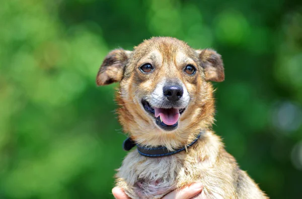 Счастливая маленькая собачка с карими волосами и карими глазами держит человеческую руку на зеленом летнем фоне — стоковое фото