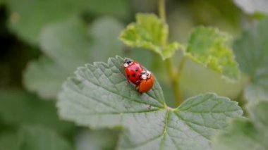 Turuncu ve kırmızı ladybugs çiftleşme ve rüzgar frenk üzümü bir yaprak üzerinde oturmak