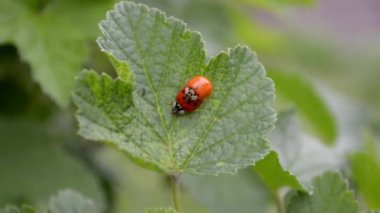 Turuncu ve kırmızı ladybugs Mate ve rüzgar bir frenk üzümü yaprak üzerinde tarama, üst görünüm