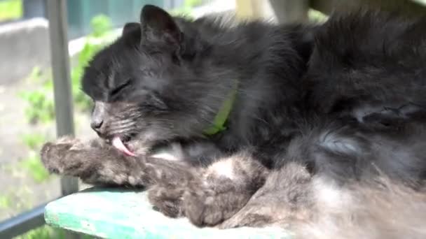 Graue Flauschige Katze Liegt Auf Einem Stuhl Unter Dem Tisch — Stockvideo