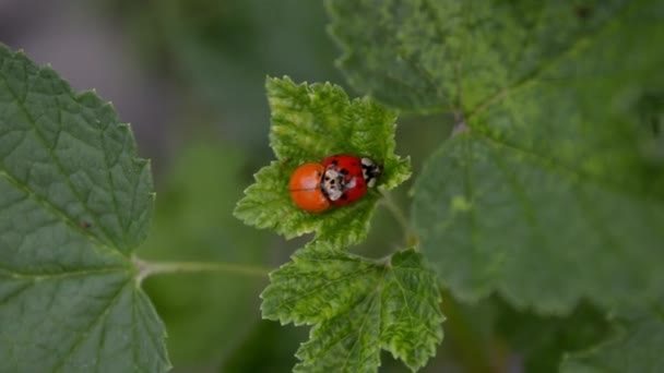 橙色和红色的瓢虫是交配和坐在风中的醋栗叶 顶视图 — 图库视频影像