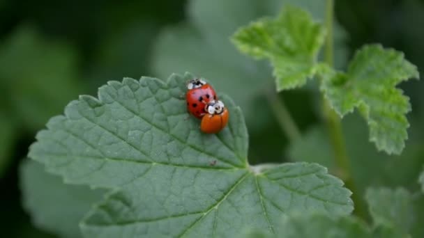 Orange Red Ladybugs Spating Sitting Leaf Currants Wind — стоковое видео