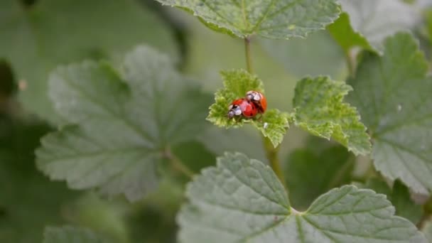 Two Orange Red Ladybugs Mate Sit Leaf Currants Wind — Stock Video