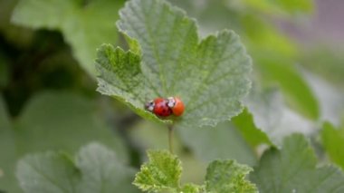 İki turuncu ve kırmızı ladybugs Mate ve rüzgar bir frenk üzümü yaprak üzerinde tarama, üst görünüm
