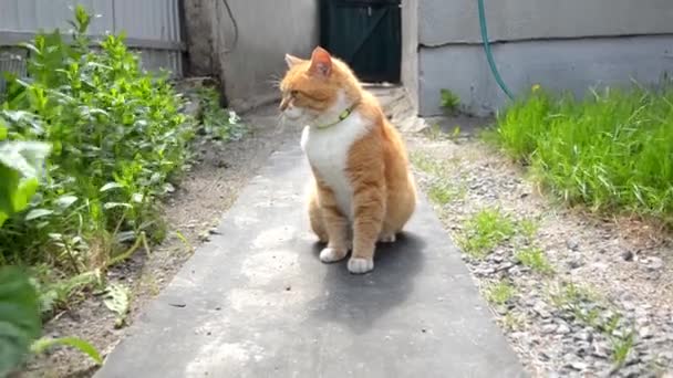 Gatto Rosso Con Colletto Verde Siede Vicino Alla Casa Recinzione — Video Stock