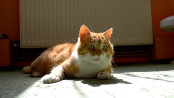 Ginger Cat Acostado Una Alfombra Verde Sol Mirando Alrededor Viendo — Vídeos de Stock