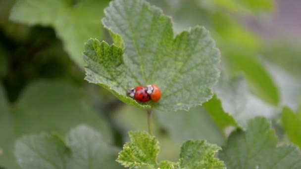 Two Orange Red Ladybugs Mate Crawl Currant Leaf Wind Top — Stock Video
