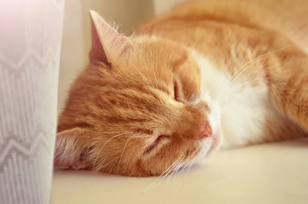 Portrait of a red cat, which lies with closed eyes on a windowsill next to white curtain — Stock Photo, Image