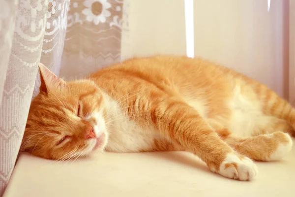 Portrait of a red cat, which lies with closed eyes on a windowsill next to white curtain — Stock Photo, Image