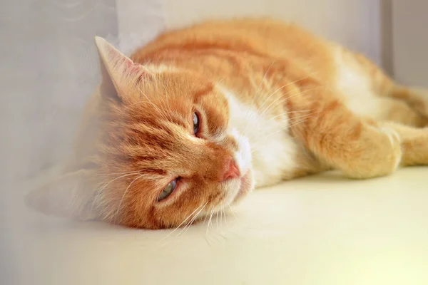Portrait of red cat, which lies with open green eyes on a windowsill next to white curtain — Stock Photo, Image