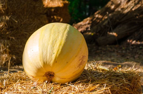 Una zucca gialla giace su un fieno al sole con copyspace — Foto Stock