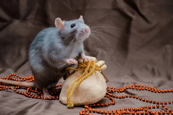 Kahverengi arka plandaki mavi İrlandalı sevimli sıçan, yeni yıl çantasının yanında duruyor ve 2020 yılının sembolü olarak duruyor.