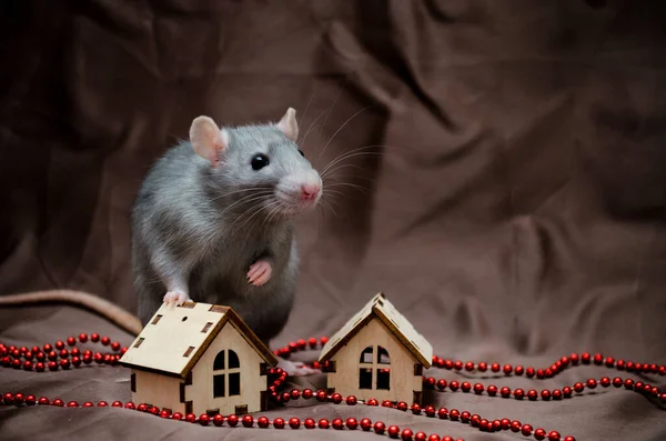 Kahverengi arka plandaki mavi İrlandalı sevimli fare yeni yıl evinin yanında oturuyor ve 2020 yılının sembolü olarak duruyor.