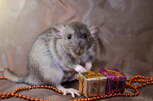 Šedá krysa agouti standardní dumbo na hnědém pozadí sedí nedaleko Nového roku současnosti, s bílým zábleskem, symbol roku 2020 — Stock fotografie