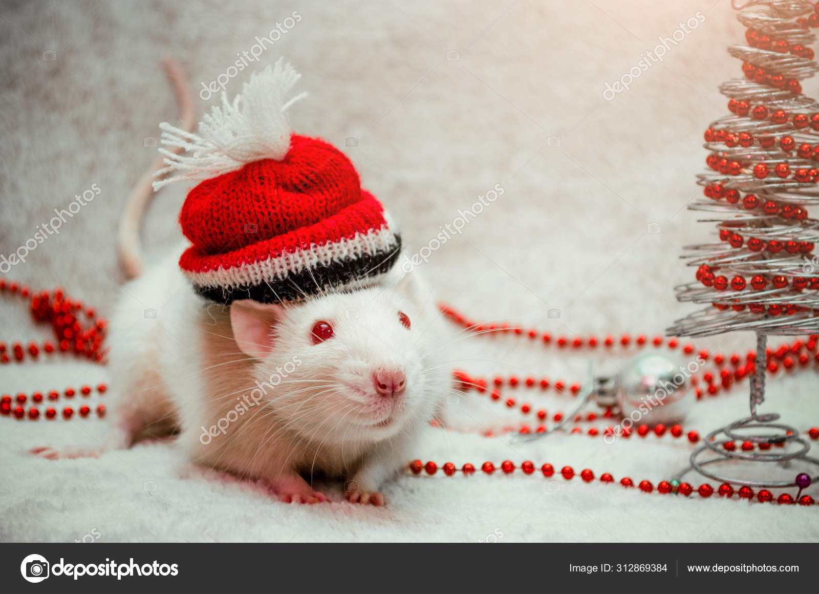 White albino cute rat on hat, fur background with New Year tree ...