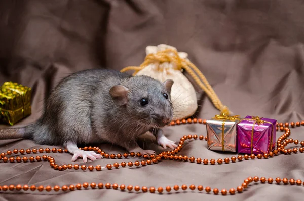 Szürke patkány agouti standard dumbo barna háttér ül Szilveszteri táska közelében, és jelen dobozok, szimbóluma év 2020 — Stock Fotó