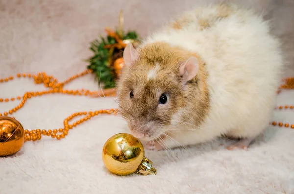 Bílá a žlutá krysa na kožešinovém pozadí s novoroční stromečkem, oranžové koule, čichací koule, symbol roku 2020 — Stock fotografie