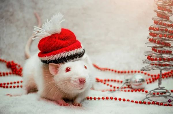 Beyaz albino şapkalı sevimli sıçan, kürk arka planı yeni yıl ağacı, gümüş top, boncuklar, 2020 yılının sembolü, kopyalanmış uzay