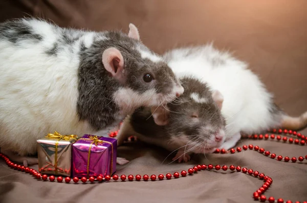 Пара серых и белых крыс сидят на коричневом фоне рядом с новогодними подарками, бусами, целуют друг друга, символ 2020 года — стоковое фото