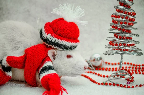 White funny rat in red hat and scarf, fur background with New Year tree, silver ball, symbol of 2020, with copyspace