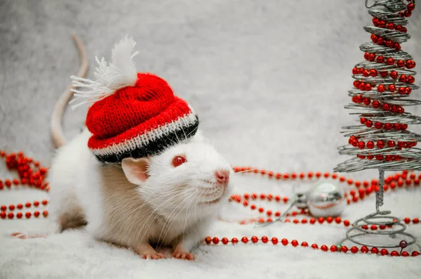 White albino funny rat on hat, fur background with New Year tree, silver ball, bead, symbol of year 2020, with copyspace