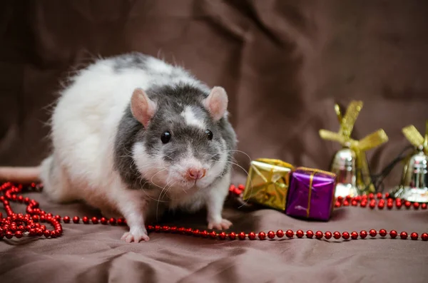 Rata gris y blanca se sienta sobre fondo marrón cerca de las cajas de regalo de Año Nuevo, campanas y perlas, símbolo del año 2020 — Foto de Stock