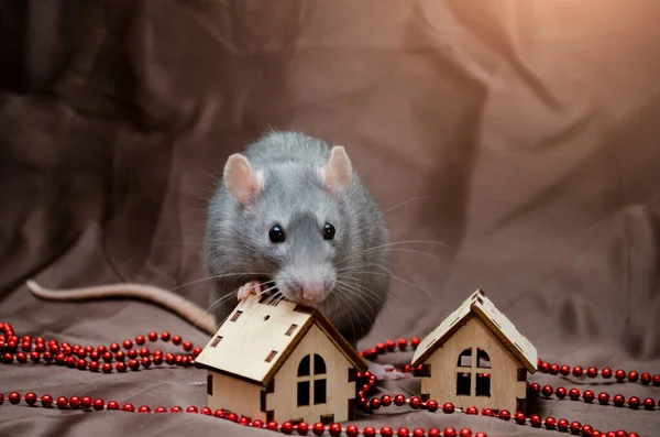 Rata linda doméstica irlandesa azul sobre fondo marrón se sienta cerca de la casa de Año Nuevo, símbolo del año 2020 — Foto de Stock