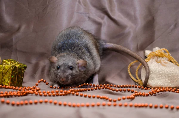 Šedá krysa agouti standardní dumbo na hnědém pozadí sedí v blízkosti Nového roku taška a současnost box, symbol roku 2020 — Stock fotografie