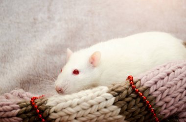 Kırmızı gözlü beyaz albino sıçan yumuşak bir eşarp içinde oturuyor. Yeni yıl boncuklarıyla. Yeni yılın sembolü.