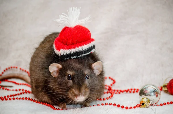 Černá legrační krysa v červeném klobouku, kožešinové pozadí s novoroční stříbrnou a červenou kuličkou, korálky, symbol roku 2020, s copyspace — Stock fotografie