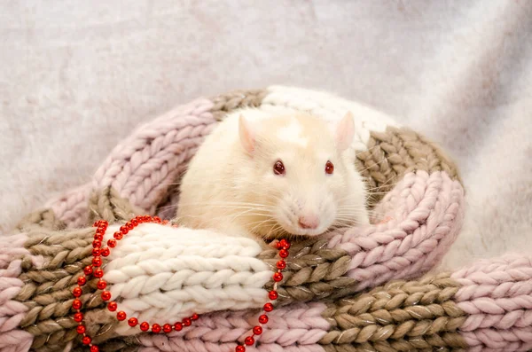 White albino rat with red eyes sit in soft cozy knitted scarf with New Year bead, symbol of year 2020, with copyspace