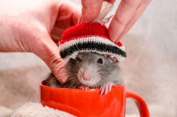 Kezek fel piros karácsonyi kalap aranyos vicces szürke patkány, ül piros csésze lágy fény szövet, szimbóluma az új év 2020 — Stock Fotó