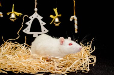 Yeni yıl ağacıyla samanlıkta oturan sevimli beyaz fare, 2020 yılının bir sembolü.
