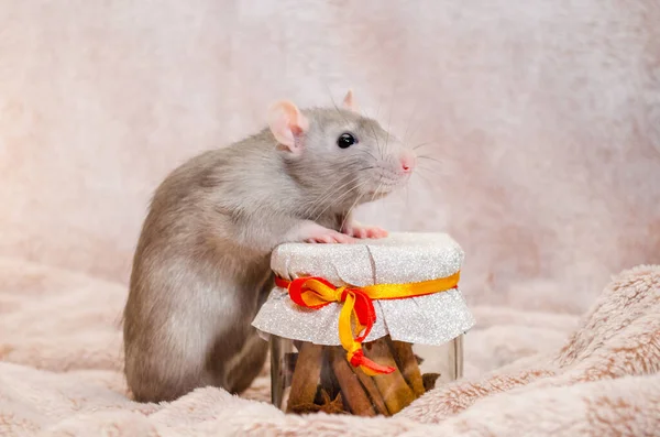 Aranyos vicces szürke patkány áll közel egy ajándék üveg puha bolyhos könnyű szövet, szimbóluma az új év 2020, a copyspace — Stock Fotó