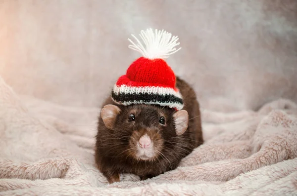 Cute funny black rat, sitting in red hat, on soft fluffy light fabric, for postcards, symbol of the new year 2020 — Stock Photo, Image