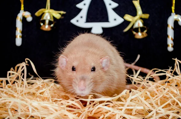 Cute funny dumbo rat sit on hay with New Year black background with Christmas tree and sweets, symbol of year 2020 — Stockfoto