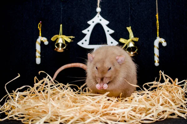 Roztomilý legrační blbec krysa sedí na seno, umýt si obličej, s černým pozadím a vánoční stromeček, symbol nového roku 2020 — Stock fotografie