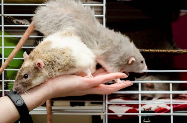 İki sevimli beyaz ve gri sıçan, kadın elinin yanında oturuyor ve onu kokluyor, 2020 yılının bir sembolü.