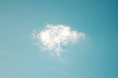 Mavi gökyüzünde bir bulut ve V şeklinde güneye uçan kuşlar.