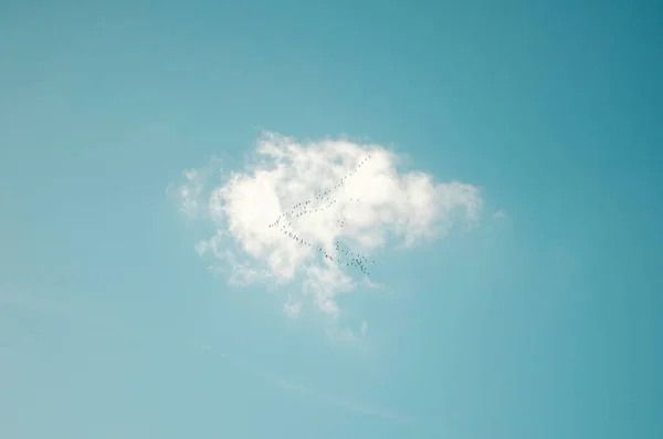 One cloud in the blue sky and birds flying south in shape of v flight — Stock Image One cloud in the blue sky and birds flying south in shape of v flight Royalty Free Stock Photos