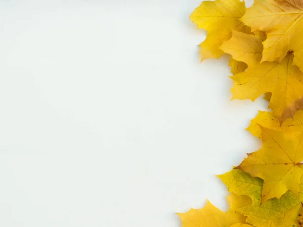 yellow maple leaves on white background