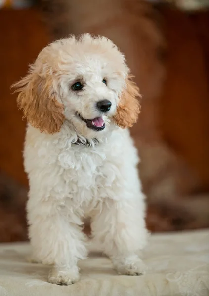 Een Witte Pup Van Ras Poedel Met Bruine Oren — Stockfoto