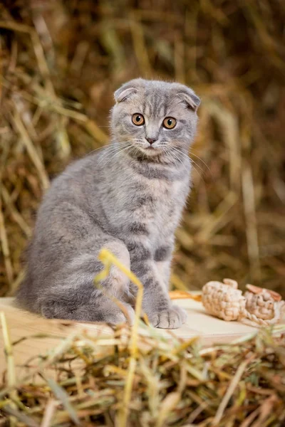 Gri kedi bir saman oturur.