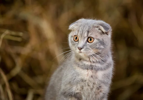 Gri kedi bir saman oturur.