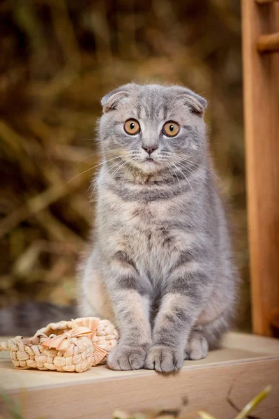 Kabarık Gri kedi. Bir kedi bir tahta sandalyede oturur.