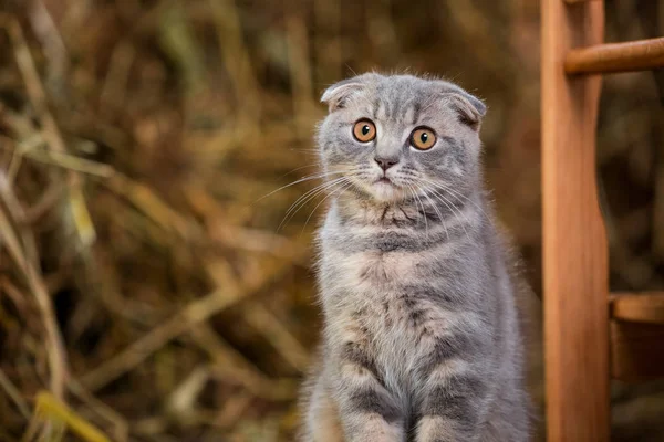 Kabarık Gri kedi. Bir kedi bir tahta sandalyede oturur.