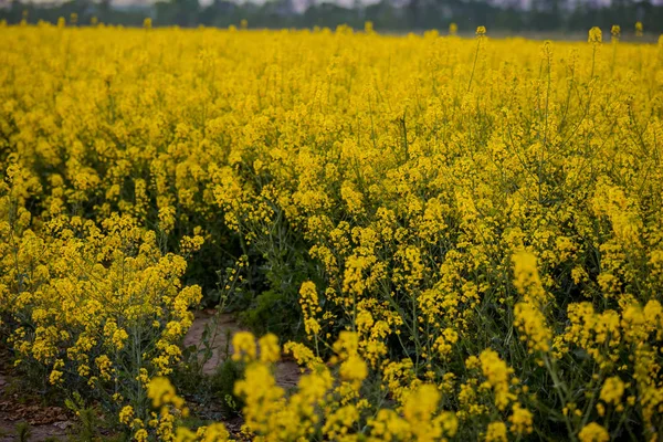 Champ Avec Viol Jaune Agriculture Récolte — Photo