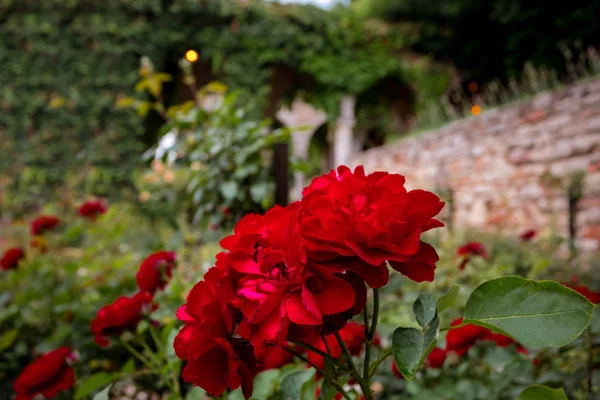 Rosa Roja Creciendo Macizo Flores — Foto de Stock