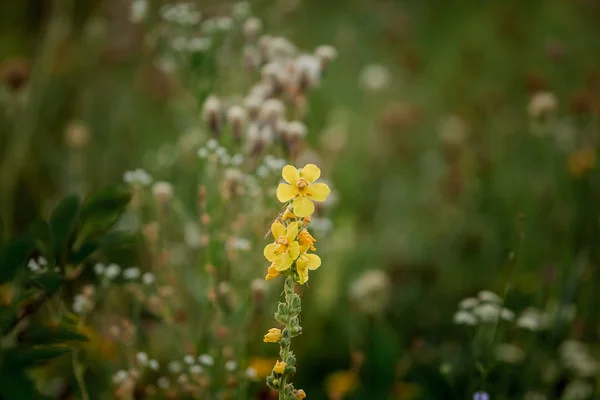 Gelbe Blume Wächst Auf Dem Feld Schöner Warmer Sommer — Stockfoto