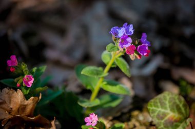 İlk menekşe bahar çiçekleri.
